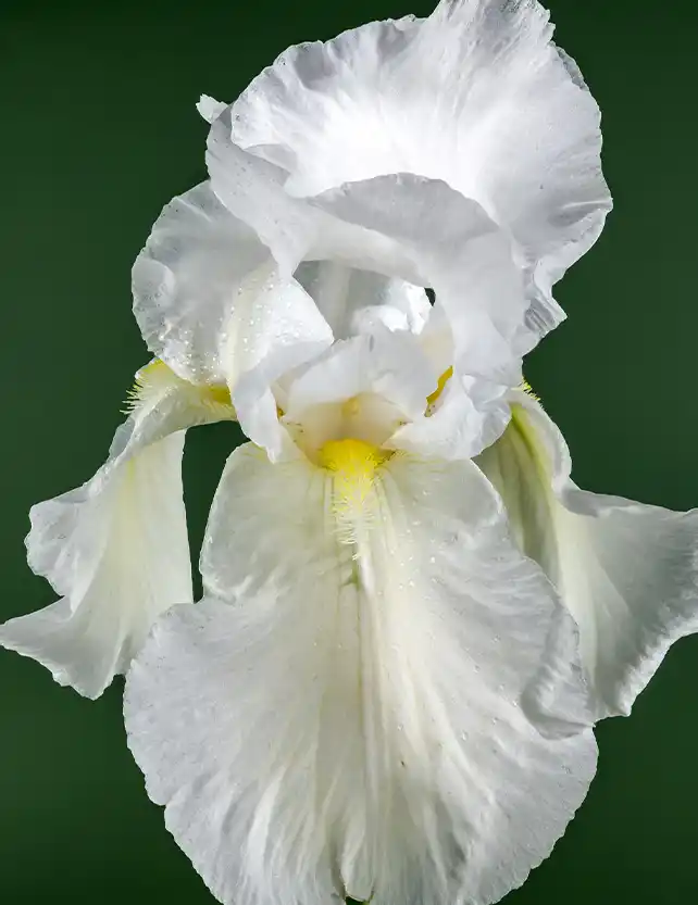 Manoli parfum wallpaper 1