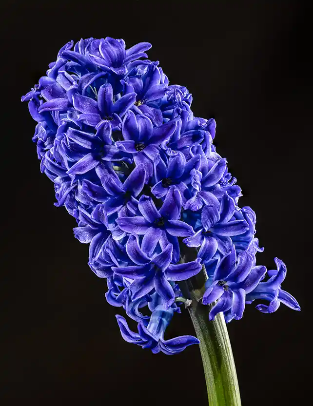 Manoli parfum wallpaper 1