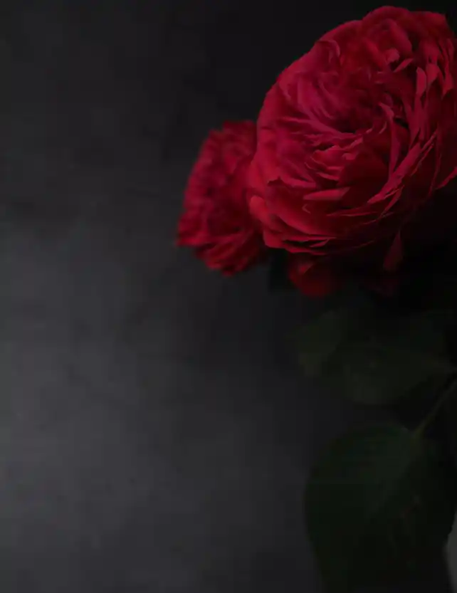 Manoli parfum wallpaper 2