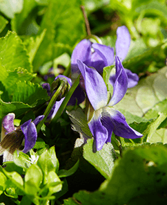 Manoli parfum wallpaper 0