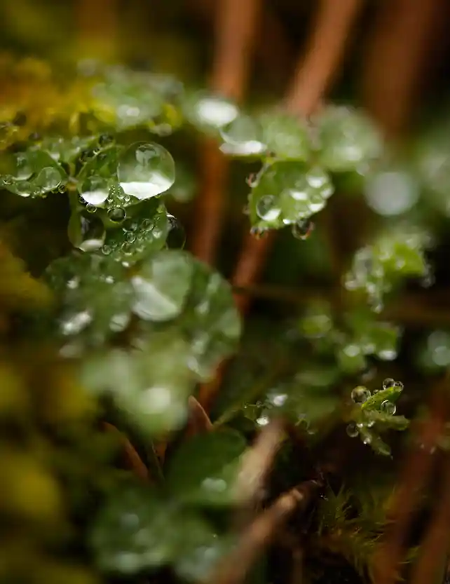 Manoli parfum wallpaper 0
