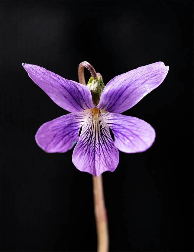 Manoli parfum wallpaper 1