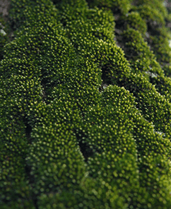 Manoli parfum wallpaper 3