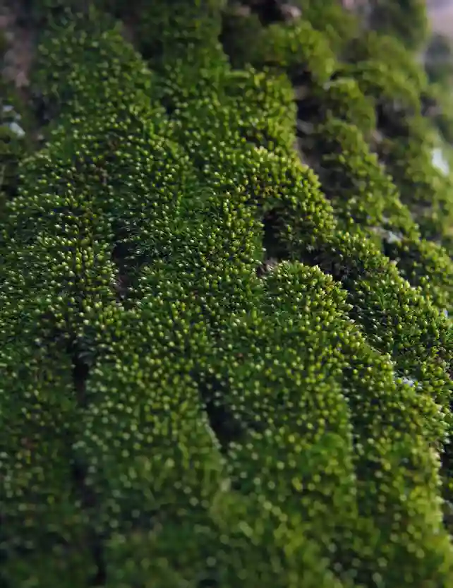 Manoli parfum wallpaper 3