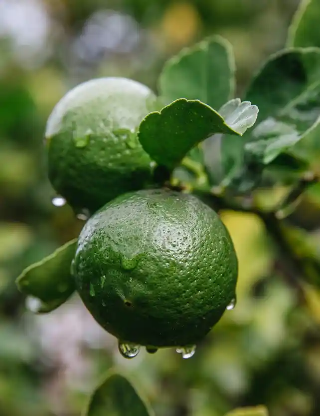 Manoli parfum wallpaper 0
